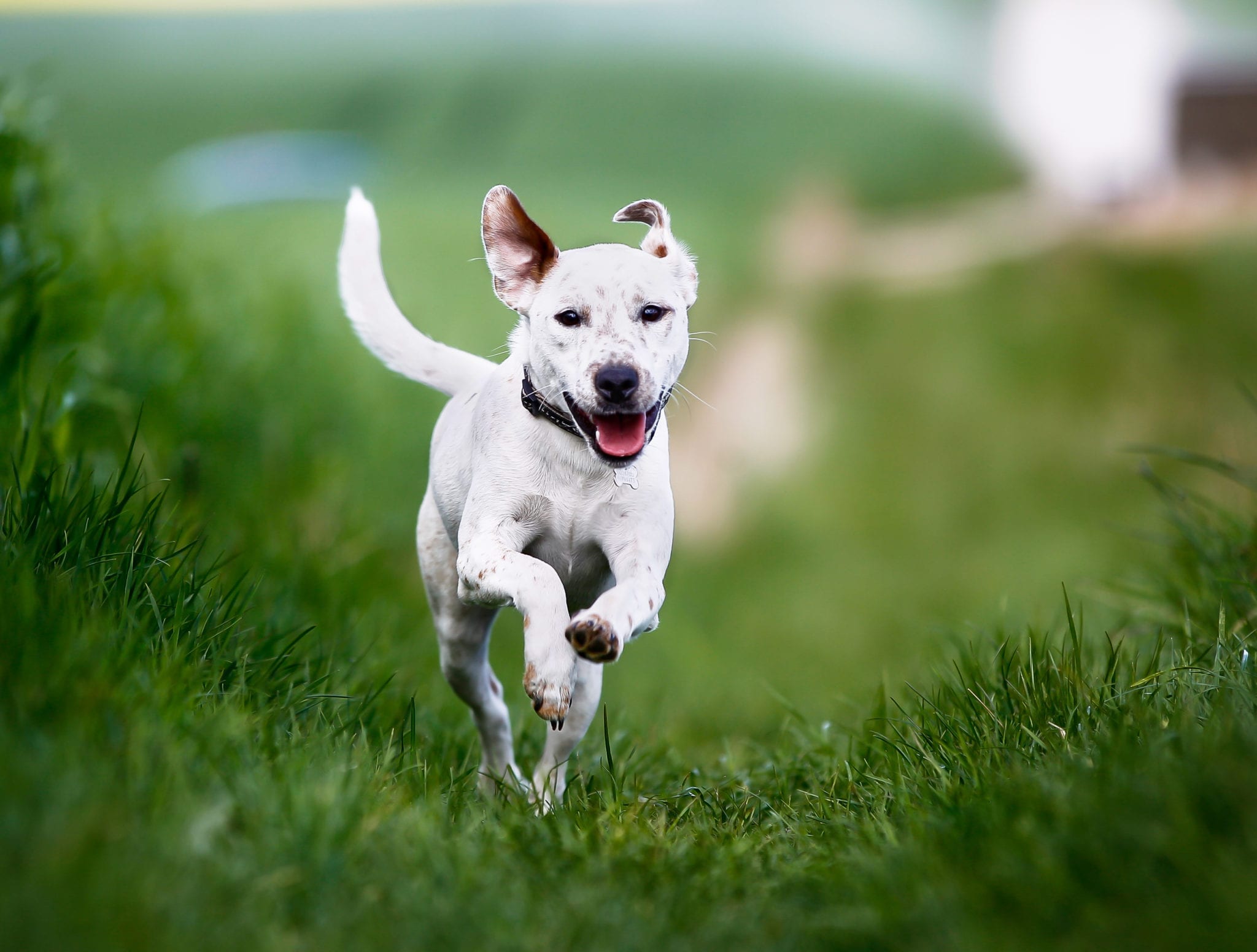 Service dogs for anxiety