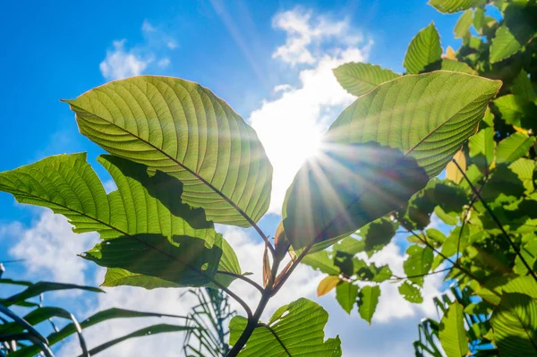 best kratom online