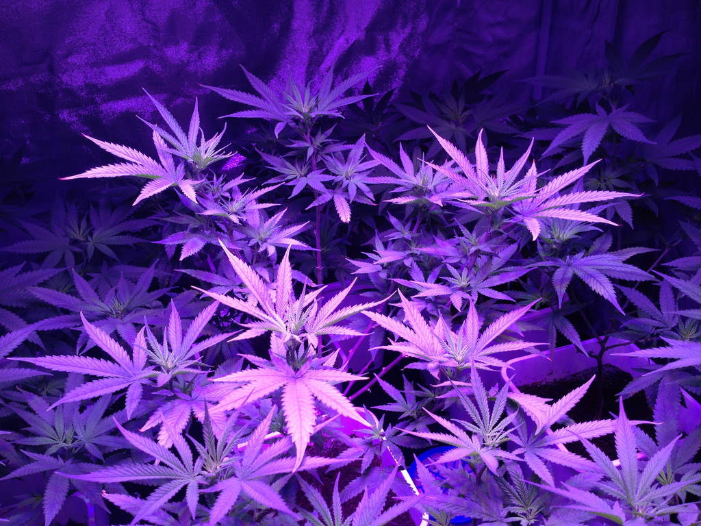 thca vs thc flower comparison
