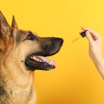 full spectrum cbd oil for pets