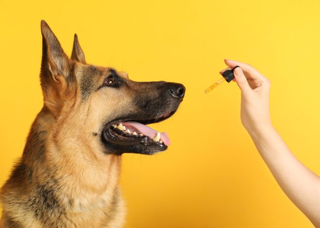 Natural comfort support ideas for dogs living active balanced lives