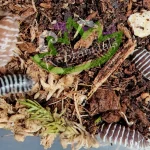 Start Bioactive Projects With Trusted Isopods For Sale Online