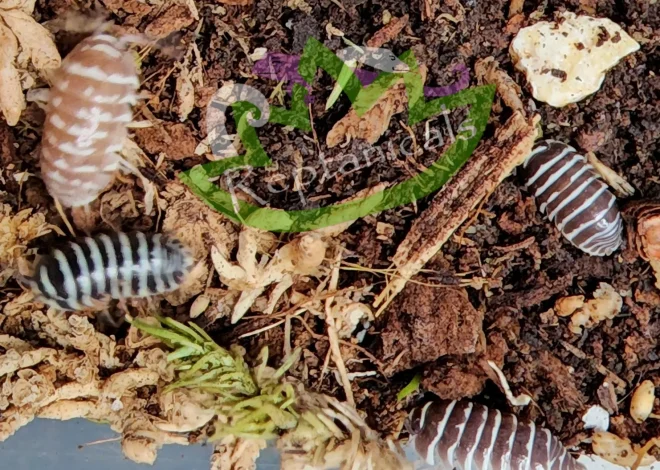 Start Bioactive Projects With Trusted Isopods For Sale Online