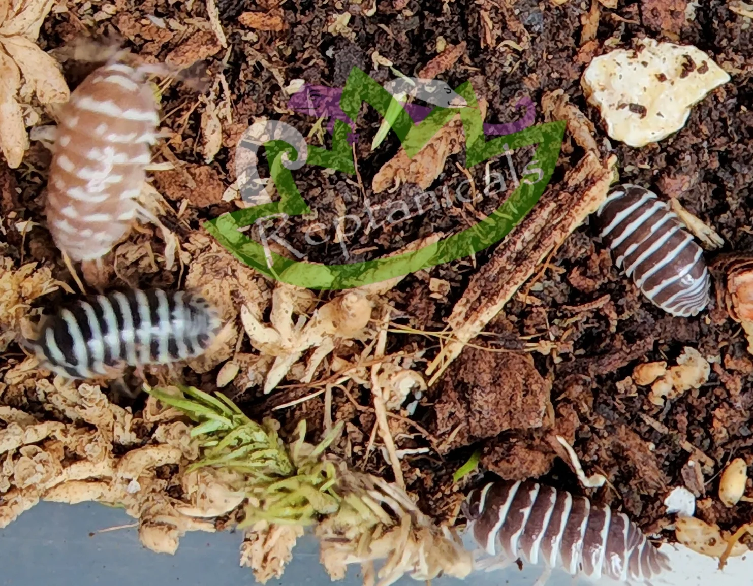 Start Bioactive Projects With Trusted Isopods For Sale Online