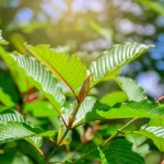 Comparing Kratom Vendors Based on Product Variety, Freshness, and Purchasing Experience