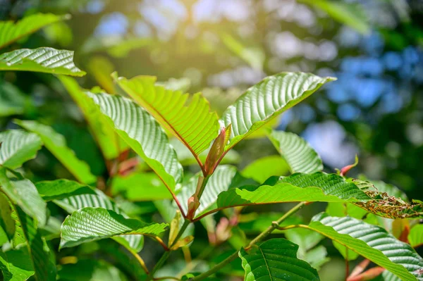 Comparing Kratom Vendors Based on Product Variety, Freshness, and Purchasing Experience
