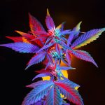 How THCA Flower Differs From THC Flower