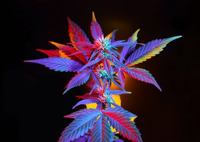 How THCA Flower Differs From THC Flower
