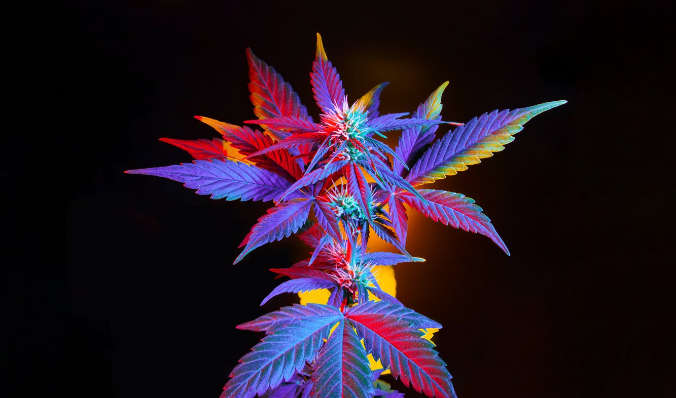 How THCA Flower Differs From THC Flower